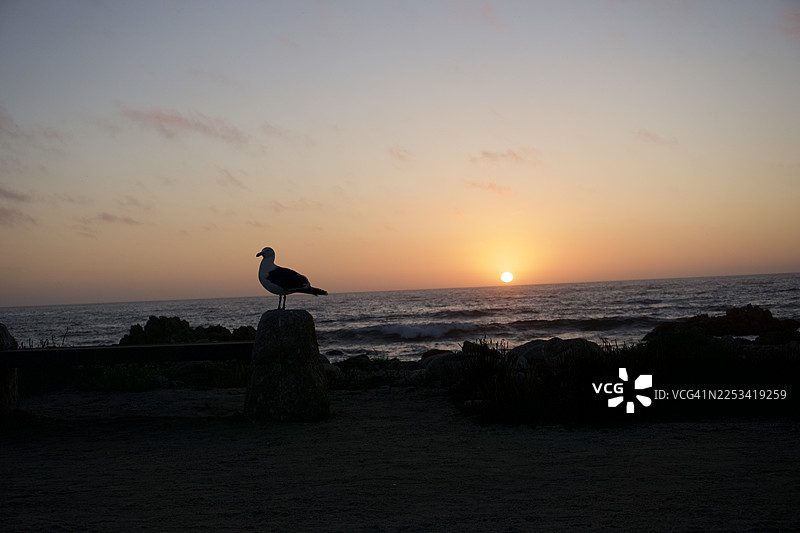 海鸥在日落时分栖息在海滩海岸，背景是天空，地点在美国加州蒙特雷湾图片素材