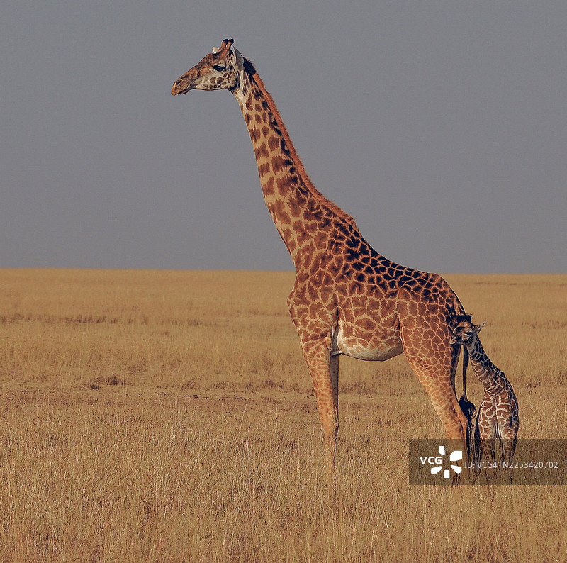 母长颈鹿和她的幼崽一起站在晴朗天空下的非洲干旱稀树草原上图片素材
