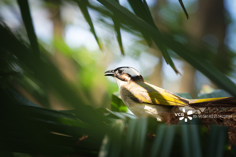 特写一只栖息在树枝上的鸟，部分被茂密的绿叶遮挡图片素材