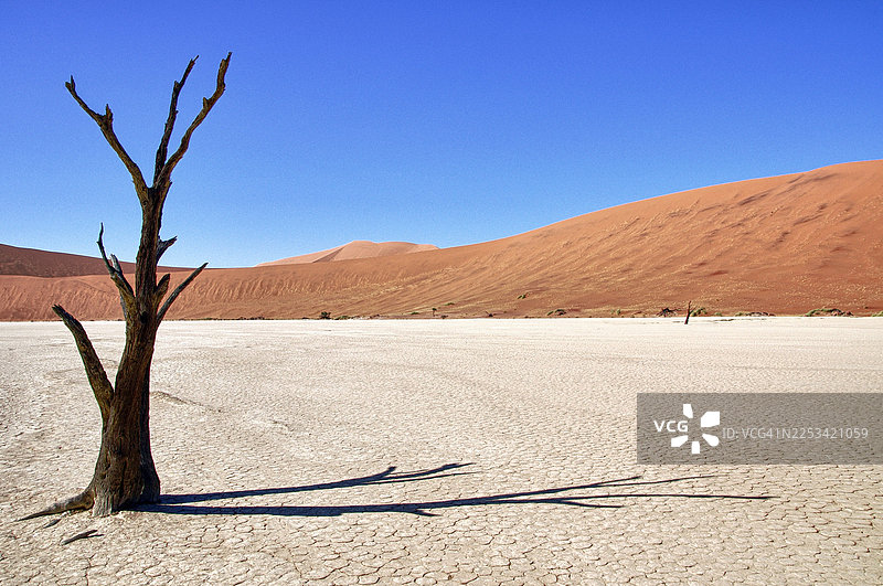 蔚蓝天空下的沙漠景观，龟裂的土地上孤零零地站着一棵枯树图片素材