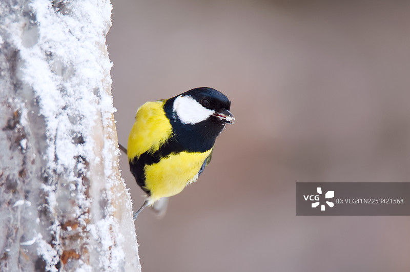 近距离拍摄一只大山雀在冬季栖息在覆盖着雪的树干上图片素材