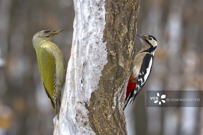 两只啄木鸟，一只欧洲绿啄木鸟和一只大斑啄木鸟，在冬天栖息在树干上图片素材