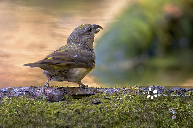 苔藓枝头栖息的鸟儿特写，置身于自然环境中图片素材