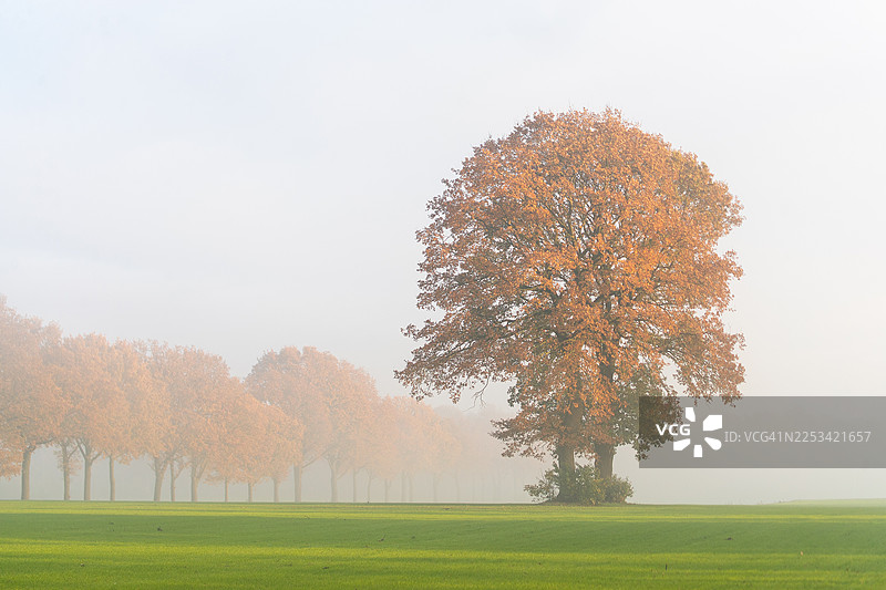 秋日里，高大的树木在薄雾弥漫的田野中挺立，展现着季节更迭之美，Sibculo，荷兰图片素材