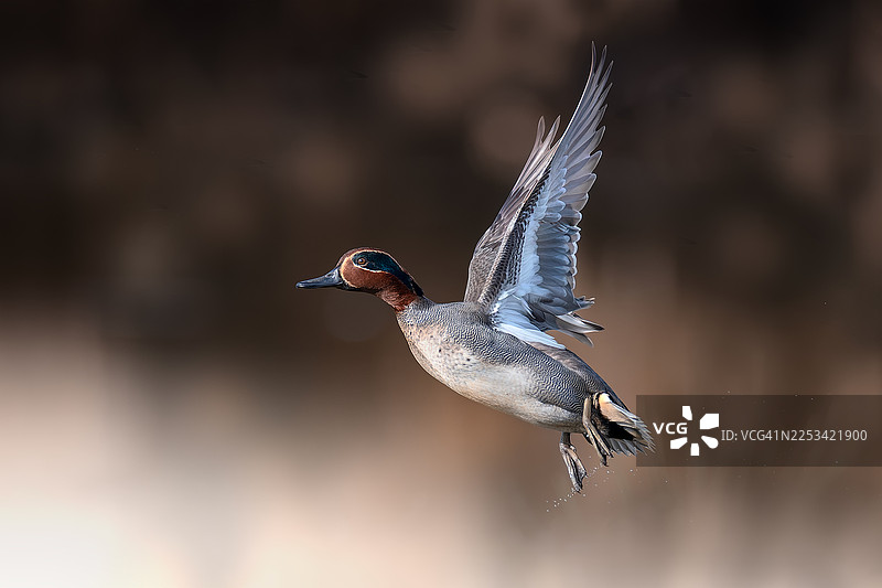 一只充满活力的蓝绿色鸭子在空中飞翔，背景柔和模糊，画面清晰，展示了其精美的羽毛和动态的姿态图片素材