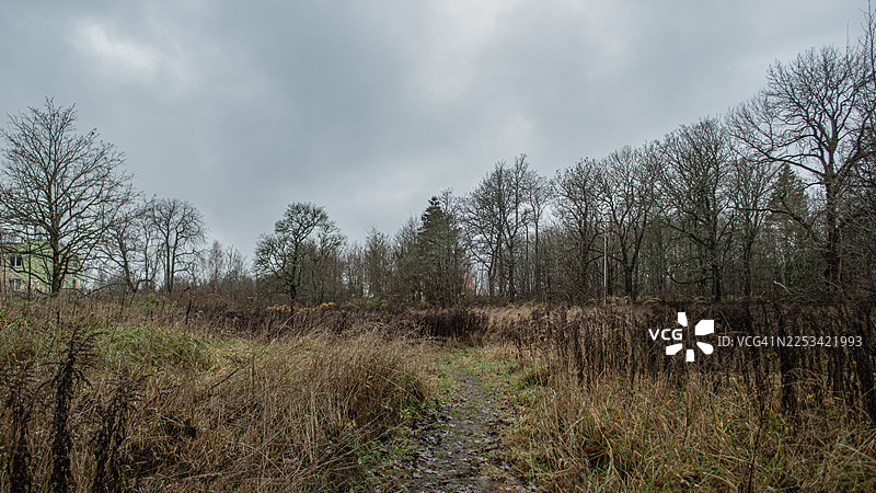 阴沉的天空笼罩着蜿蜒穿过田野的小路，背景中有树木，爱沙尼亚图片素材