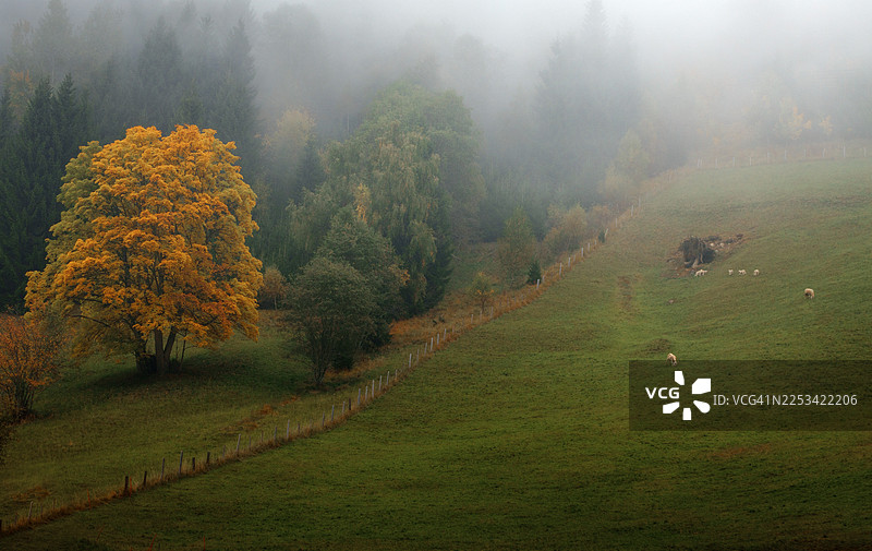 金色的秋季树木在雾气笼罩的森林和有绵羊吃草的绿色牧场中格外醒目，奥地利莱萨赫塔尔图片素材