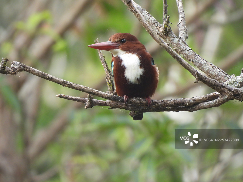 白喉翡翠栖息在树枝上的特写，背景是其自然栖息地图片素材