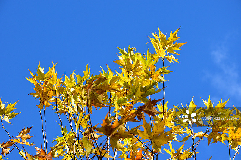 从低角度仰望，一簇簇鲜艳的黄色秋叶在湛蓝的天空下舒展图片素材