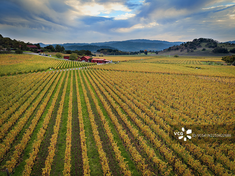 金秋时节，葡萄园景色壮丽，金黄的叶子与建筑在戏剧性的天空下构成一幅美景，地点：纳帕，美国图片素材