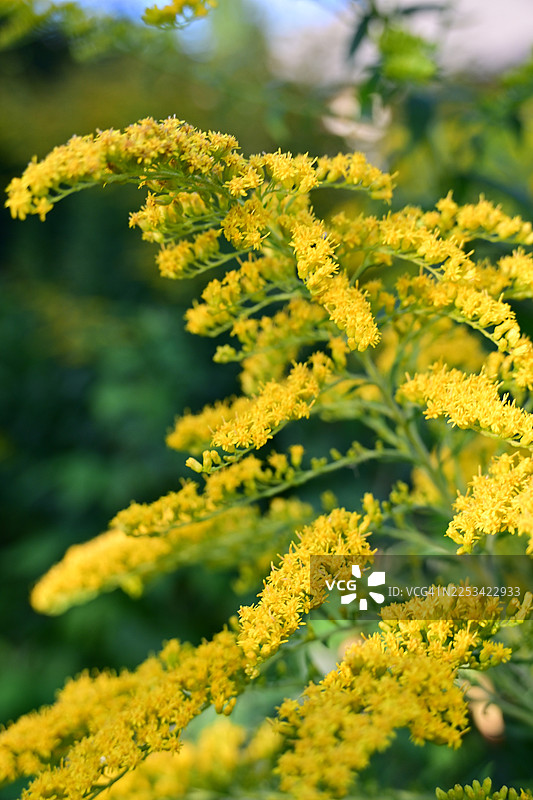 特写镜头下充满活力的黄色一枝黄花，背景是柔和模糊的绿色，突显了夏末大自然的美丽图片素材