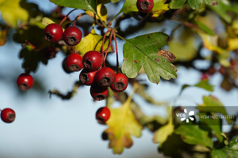 背景为柔和的蓝色，树枝上点缀着充满活力的红色浆果，叶子呈现出绿色和黄色，象征着秋天的丰饶。特写镜头。图片素材