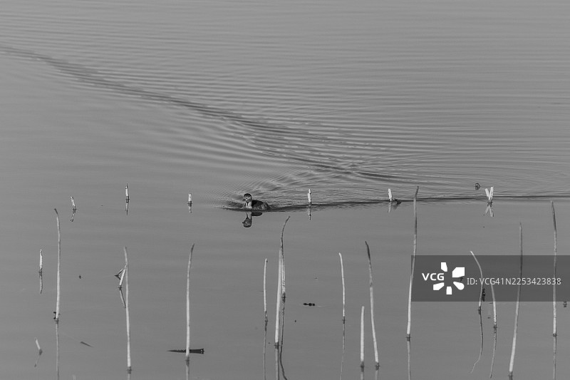 一张黑白照片，一只小鸭子在平静的水面上游动，留下一圈圈涟漪图片素材