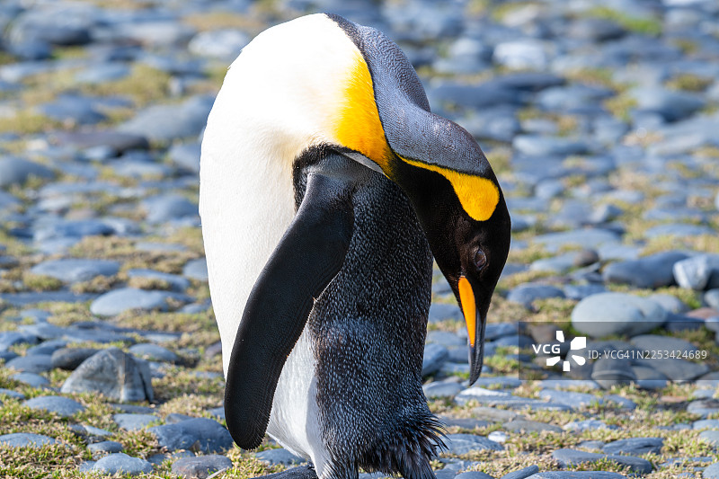 特写镜头：一只帝企鹅在岩石海岸边梳理羽毛图片素材