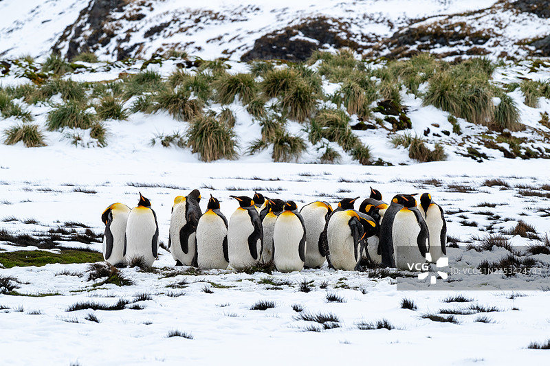 一群帝企鹅在雪景中挤在一起，背景是长满青草的山丘图片素材