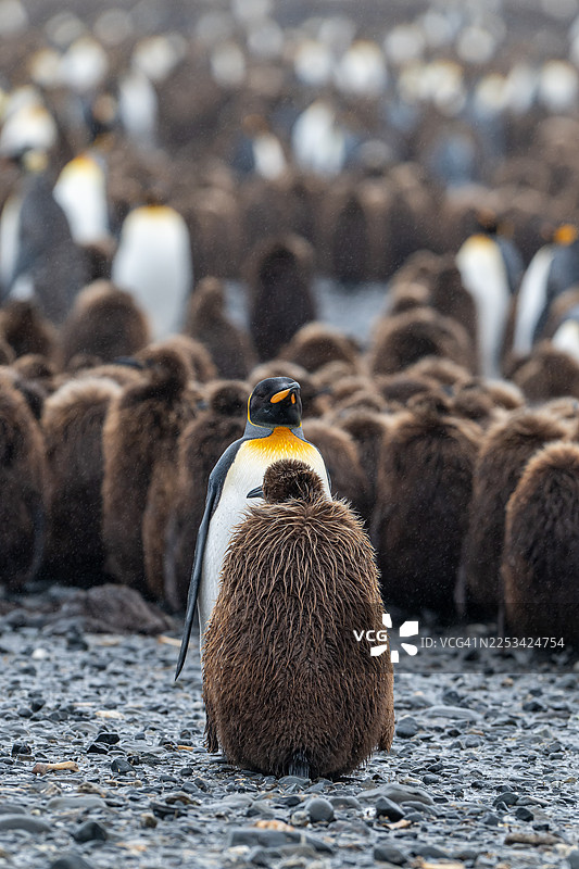 一只成年帝企鹅带着它毛茸茸的幼崽，站在岩石海滩上的庞大企鹅群中，展示了幼鸟独特的羽毛图片素材
