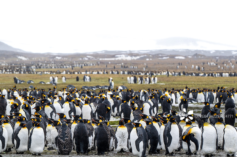 在福克兰群岛，一大群国王企鹅聚集在一片多云天空下的草地上。图片素材