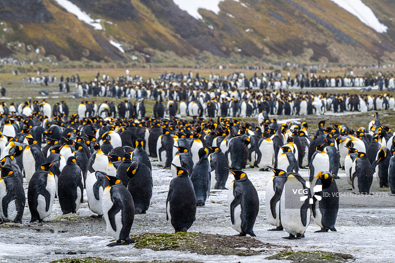 一群企鹅在雪地草地上聚集，背景是山脉，展示了它们庞大的数量和自然栖息地图片素材