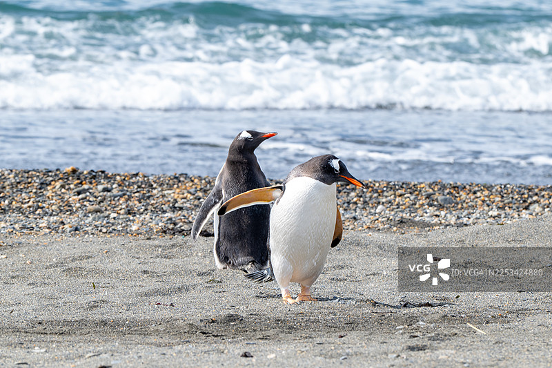 两只巴布亚企鹅在沙石海滩上行走，背景是海浪图片素材
