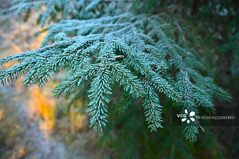 冬季松树枝近景，树枝上覆盖着霜，针叶上晶莹剔透的冰晶清晰可见图片素材