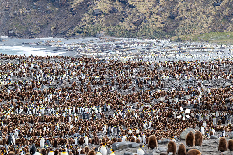 南乔治亚岛，岩石海滩上聚集着一大群国王企鹅和它们的幼崽，背景是拍打的海浪图片素材