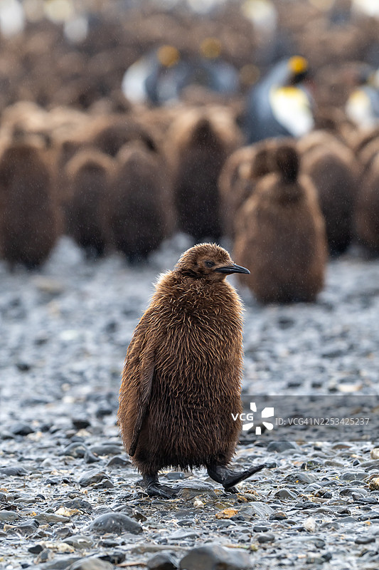 一只毛茸茸的棕色帝企鹅雏鸟正在岩石海滩上行走，背景中其他企鹅模糊不清图片素材