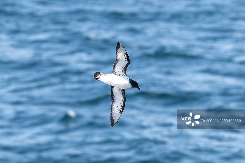 一只在海洋上空飞行的海角海鸥的特写，展示了其独特的黑白羽毛与蓝色海水形成的对比图片素材