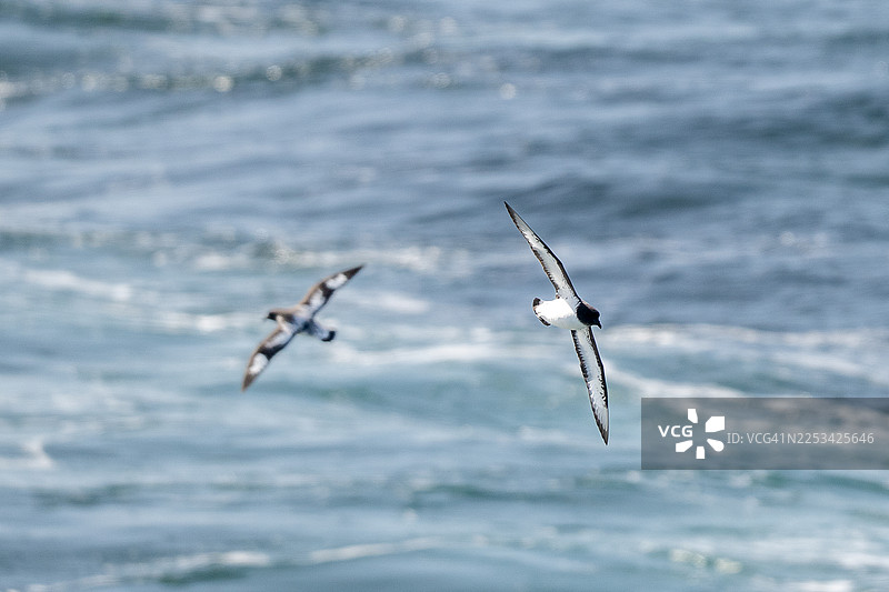 两只鸟儿在广阔的海浪上优雅地飞翔，展现出自由与自然之美图片素材