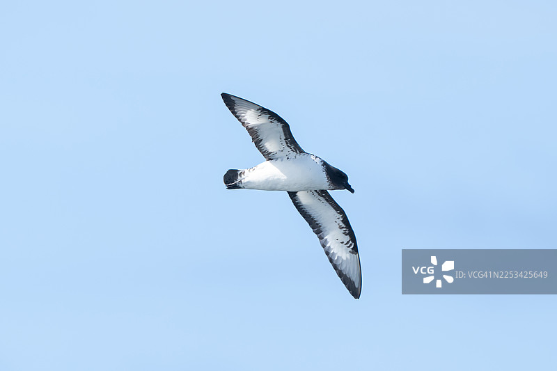 仰视拍摄的白腹海燕在晴朗的蓝天下飞翔图片素材