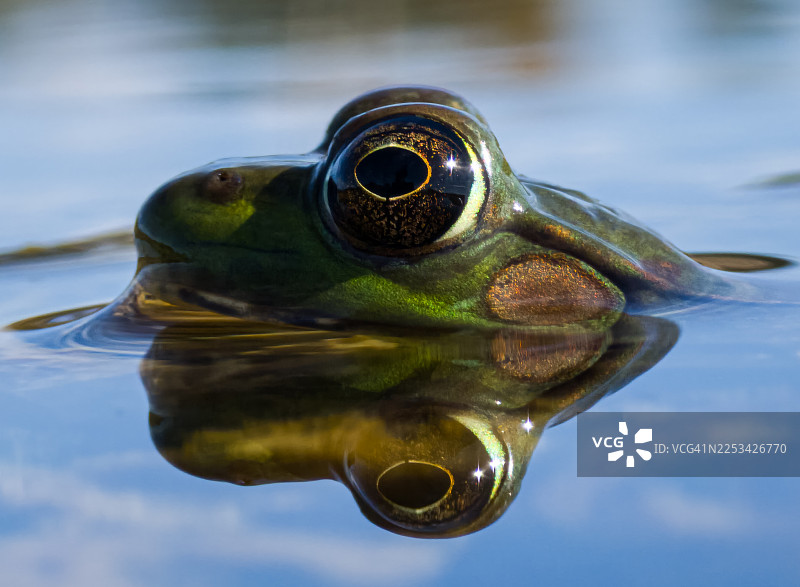 特写镜头：一只青蛙从湖水中探出头来，可以看到它的倒影图片素材