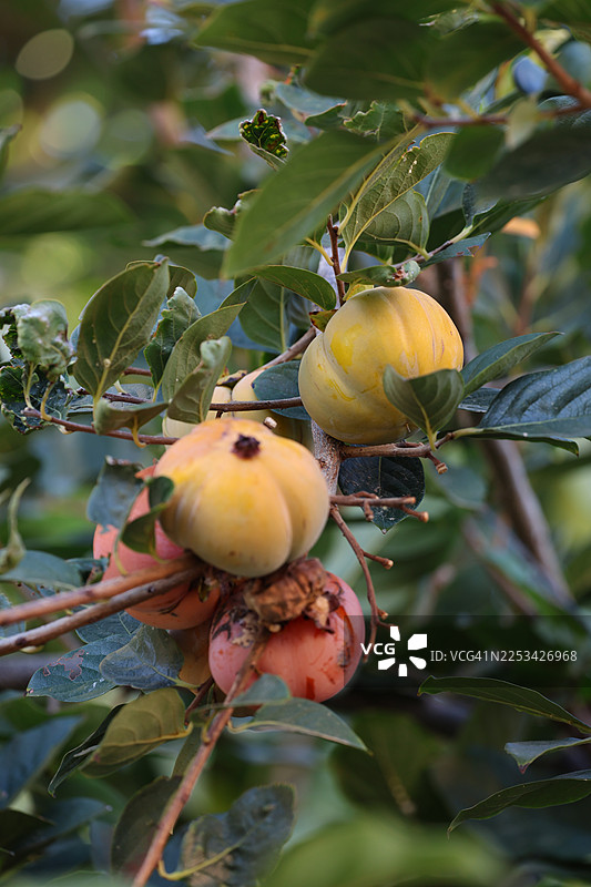 树枝上成熟的柿子特写，旁边有绿叶图片素材
