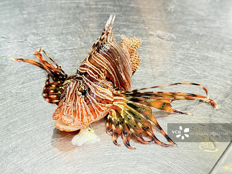 金属表面上的狮子鱼特写，展示其鲜艳的图案和有毒的棘刺图片素材