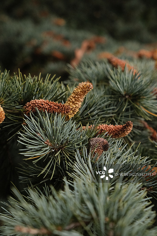 鲜绿的松针和小型松果特写，展示常绿针叶的精细细节图片素材