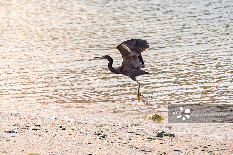太平洋白鹭(Egretta sacra)扇动翅膀飞出。冲绳座间味村古宇利岛。热带天堂般的偏远岛屿。庆良间群岛,岛尻郡-2025图片素材