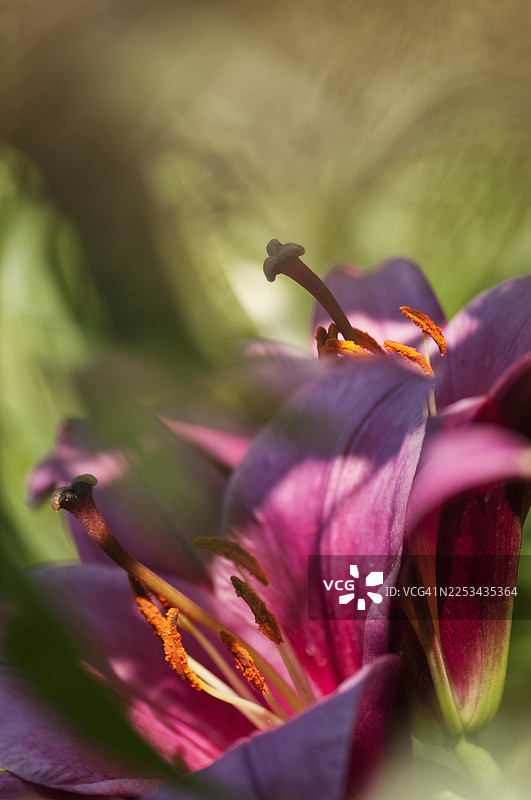 奥瑞安佩特树东方百合 紫衣女士图片素材