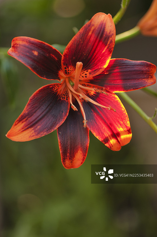 Asiatic Lily Forever Susan图片素材