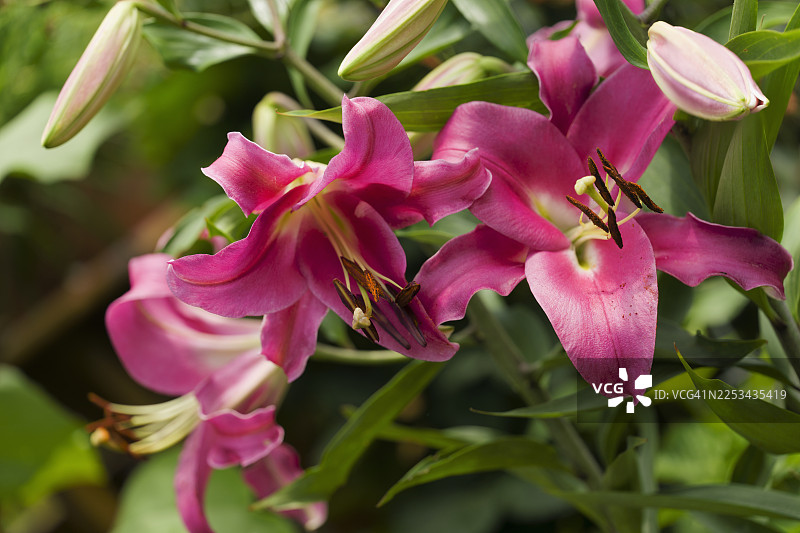 夏日花园里，紫百合“Lady”正在绽放，花苞也随之舒展。图片素材