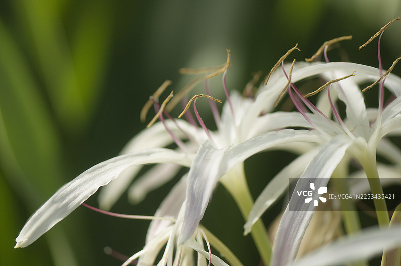白色葱兰花图片素材