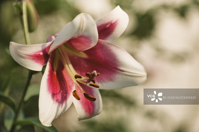 盛开的奥里恩佩特百合弗里索图片素材