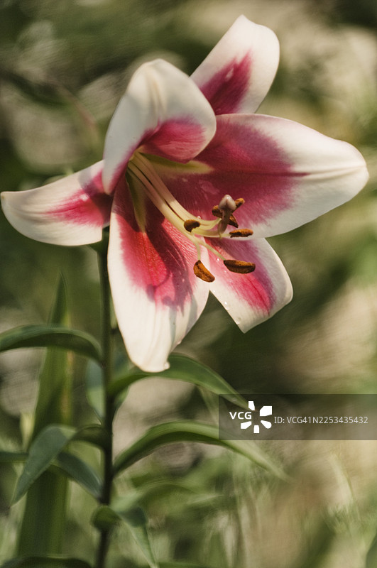 盛开的奥里恩佩特树百合Friso图片素材