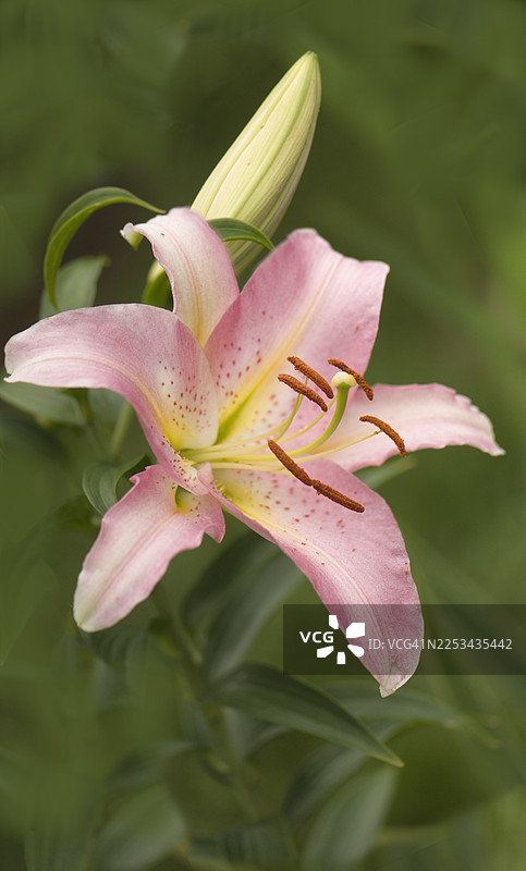 粉色东方百合春日恋曲图片素材