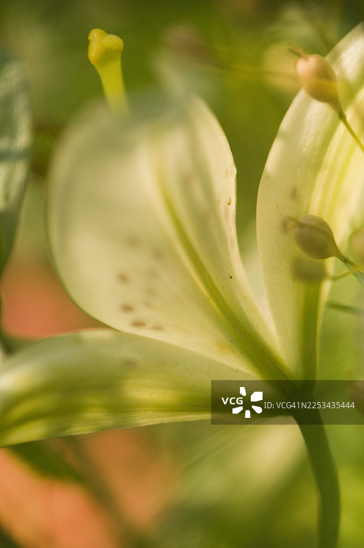 百合花，白虎百合图片素材