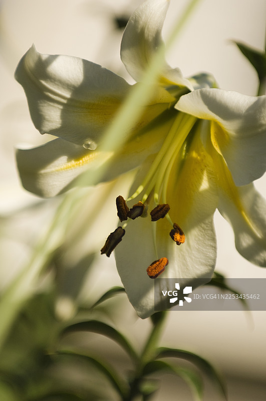 盛夏花园中白色巨花百合的特写，即中国喇叭百合图片素材