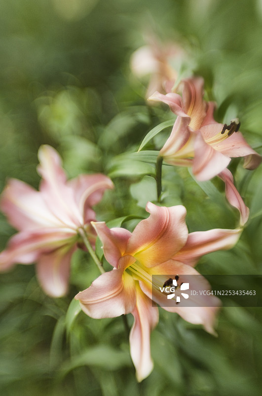 东方百合树令人满意图片素材