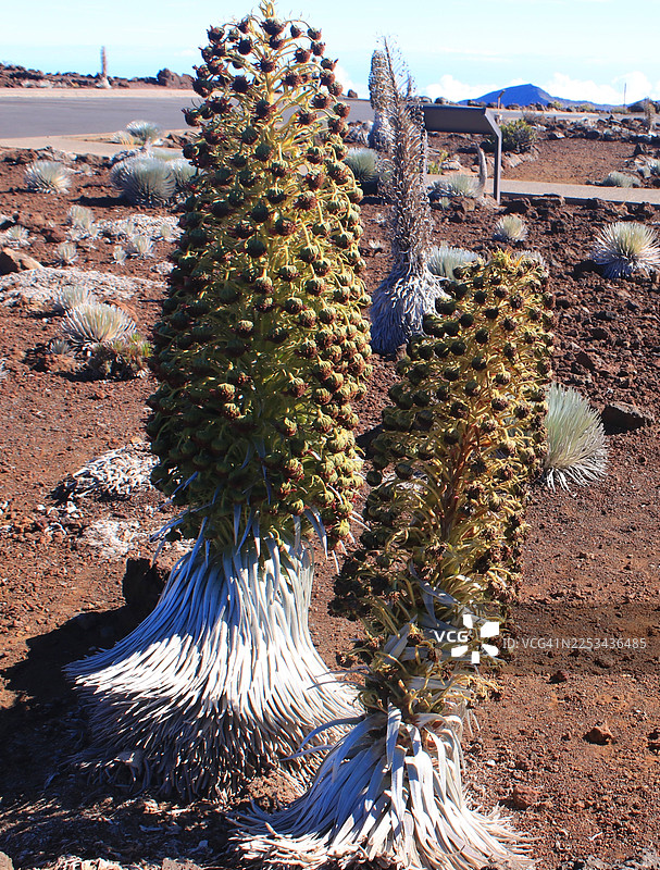 哈雷阿卡拉国家公园盛开的稀有银剑草图片素材