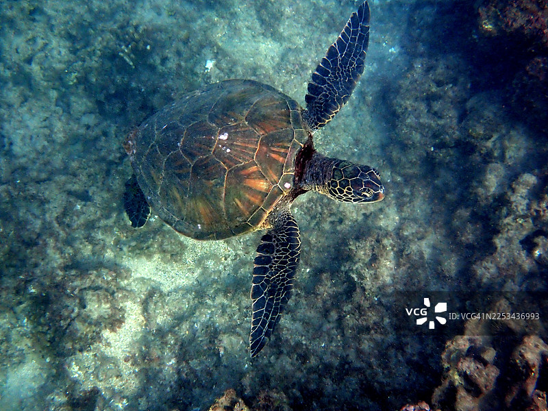 好奇的海龟在马肯纳海域图片素材