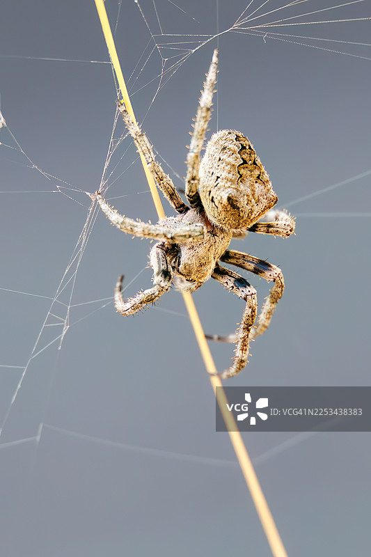 鬼蜘蛛，腹纹园蛛图片素材