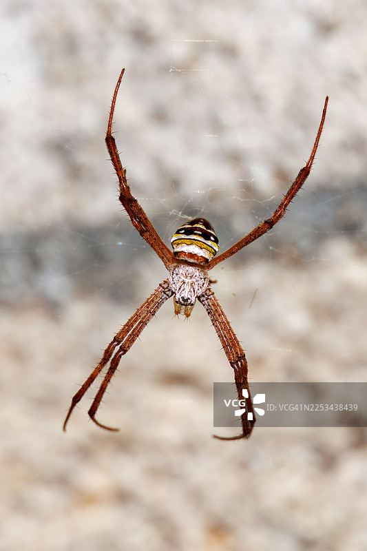 小形金织网纹蜘蛛，Argiope minuta图片素材