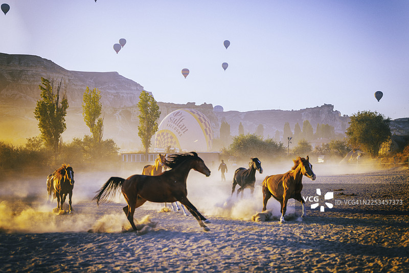 土耳其卡帕多奇亚，晨光中的野马图片素材