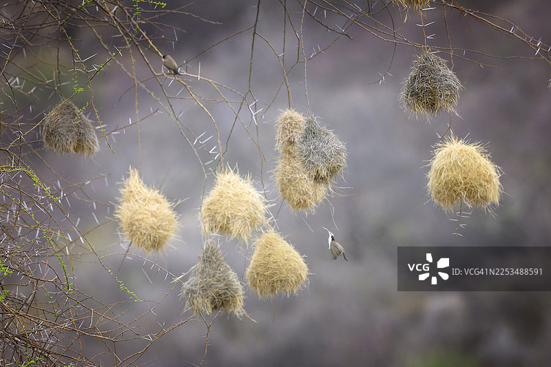 桑布鲁令人惊叹的织布鸟巢穴图片素材